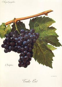 Tinto Cao druif door Alexis Kreyder