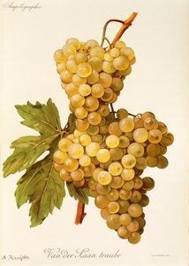 Van der Laan Traube druif
