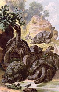 Reuzenschildpadden van de Galapagos-eilanden, uit een natuurhistorisch boek, 1887 door Alfred Brehm