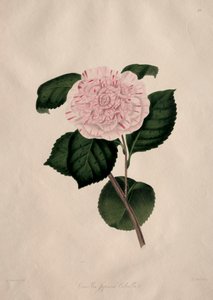 Illustraties en beschrijvingen van...de natuurlijke orde Camellieae: Nr. 41 door Alfred Chandler