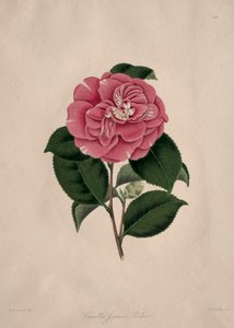 Illustraties en beschrijvingen van...de natuurlijke orde Camellieae: Nr. 44 door Alfred Chandler
