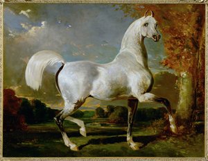 Etalon Arabe - Arabische volbloed ... door Alfred Dedreux or de Dreux