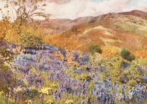 Lake District: Wilde Hyacinten