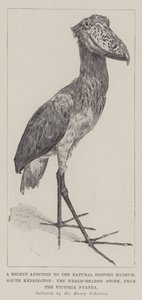 Een recente toevoeging aan het Natuurhistorisch Museum, South Kensington, de walvishoofd ooievaar, van het Victoria Nyanza