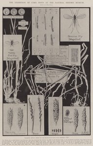De tentoonstelling van maïsongedierte in het Natuurhistorisch Museum