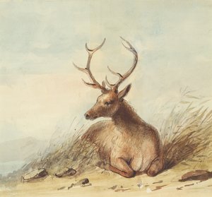 Elk, Rocky Mountains, ca. 1837 door Alfred Jacob Miller