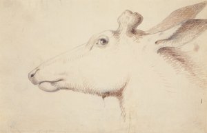 Elk, ca. 1837