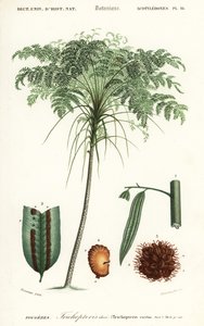 Boomvaren, Cyathea soorten