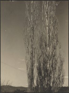 [Stervende populieren, Lake George]. door Alfred Stieglitz