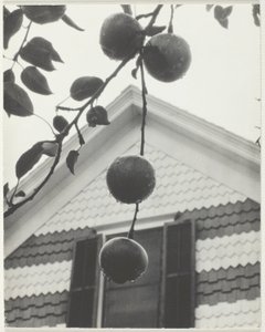 Gevel en Appels