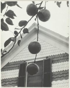 Goot en appels, 1922