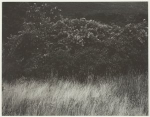 Heg en grassen - Lake George door Alfred Stieglitz