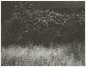 Heg en Grassen - Lake George door Alfred Stieglitz