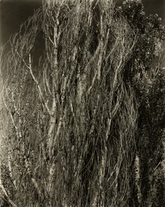 Populieren—Lake George door Alfred Stieglitz