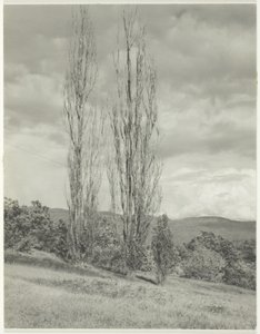 Populieren Lake George door Alfred Stieglitz