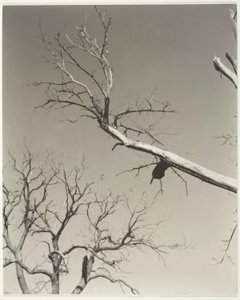 De stervende kastanjeboom - mijn leraar door Alfred Stieglitz