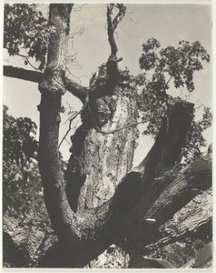 De Oude Esdoorn—Lake George door Alfred Stieglitz