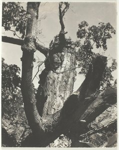 De oude esdoorn - Lake George, 1926 door Alfred Stieglitz
