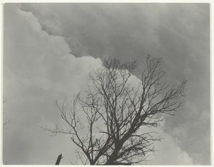 Boom Set 3 door Alfred Stieglitz