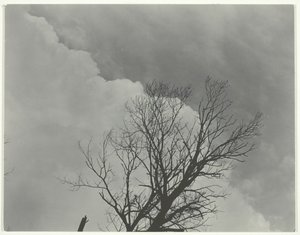 Boom Set 3, ca. 1924 door Alfred Stieglitz