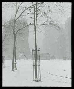 Boom in sneeuw, New York