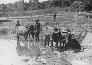 Buffels ploegen rijstvelden, ca. 1890, 1910