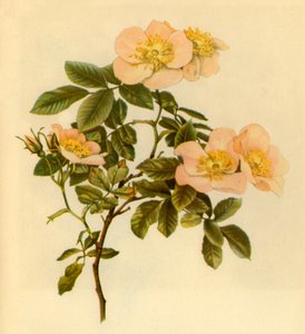 Hondsroos, ca. 1890-1908, 1944