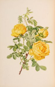 Illustratie uit The genus rosa door Ellen Willmott door Alfred William Parsons