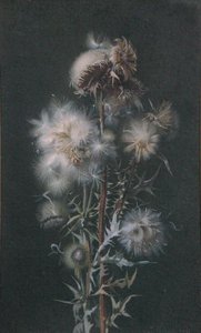Distelpluis door Alice Gray
