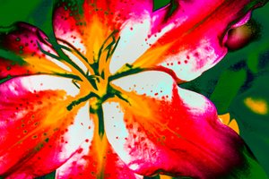 Californische lelie, 2016 (handgeschilderde foto)