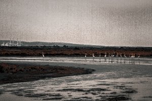 Congregatie, uit de serie Camargue Flamingo