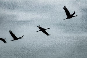 Wing on Wing, uit de serie Over Hula, 2016 (foto)