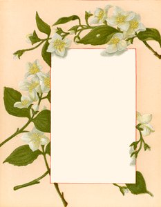 Mei door Alicia Amy Leith