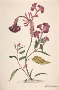 Studie van een Hanekam Celosia argentea door Alida Withoos