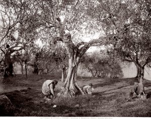 Kinderen die olijven plukken tussen de olijfbomen, op een heuvel in Santa Margherita a Montici, Florence (zw/w foto) door Fratelli Alinari