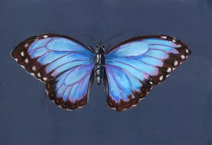 Blauwe Morpho Vlinder, 2019