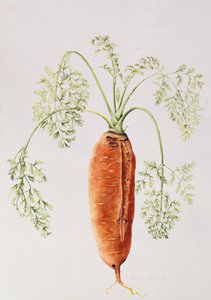 Wortel uit mijn tuin