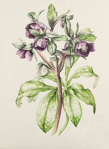 Helleborus Orientalis van Helen Ballard (donkerpaarse bloemen)