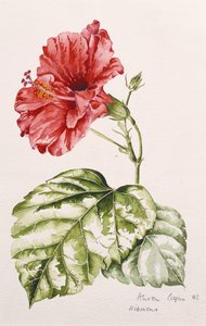 Hibiscus (crimson), 1992