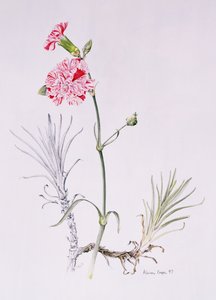 Oude variëteit van Dianthus, 1997 door Alison Cooper