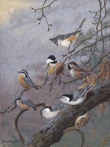 Vogelzaadmix van Allan Brooks