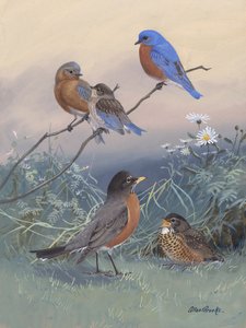 Bluebird, Robin Door Allan Brooks
