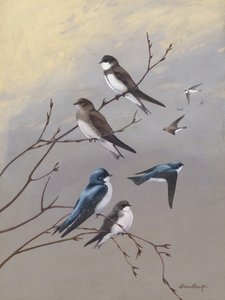 Swallow van Allan Brooks