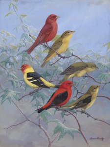 Tanagers door Allan Brooks