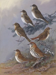 Thrush door Allan Brooks