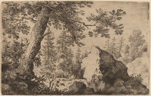 Rots in het Bos