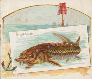 Steur, uit de serie Vissen uit Amerikaanse wateren N39 voor Allen & Ginter Cigarettes, 1889