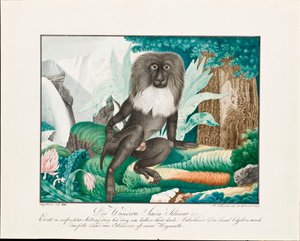 Een Makaak, 1837 door Aloys Zötl