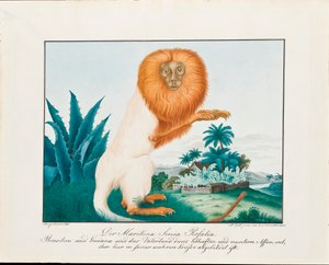 De witte saki door Aloys Zötl