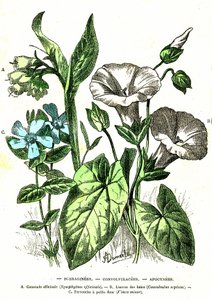 Borraginees, Convolvulacees, Apocynees: Natuurlijke Schepping en Levende Wezens. Tekening door A. Demarle. 1885 door Alphonse Demarle